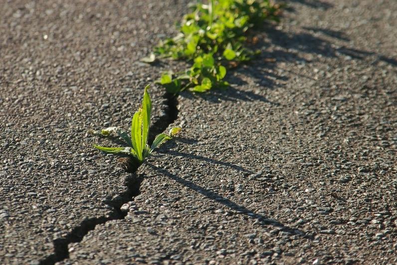 photocase4pjzspvm1-grasboden